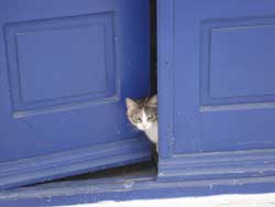 gatto a porta