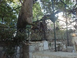 plane tree of ippokrates in kos