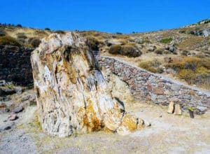 lesvos-petrified-forest