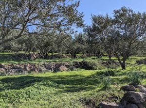 aegina-olive-grove