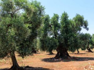 skopelos-olive-groves