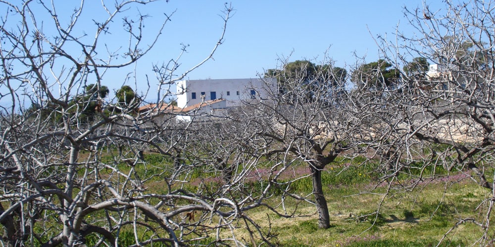 aegina-pistacio-grove