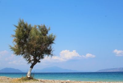 Tamarisk tree Greece