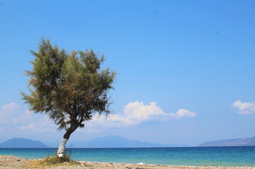 Tamarisk tree Greece