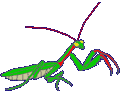 cricket mantis