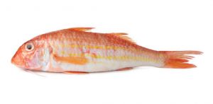 red-mullet