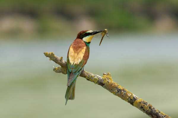 bea-eater