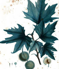 plane tree