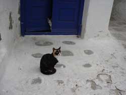 animali domestici in mykonos