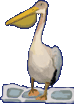 Mykonos pelikanerna