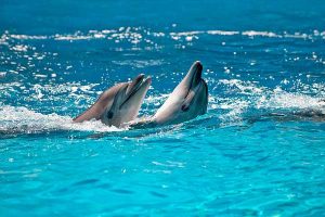 delfiner-i-grekland